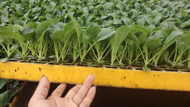 青梗花菜有机花菜苗损坏包赔
