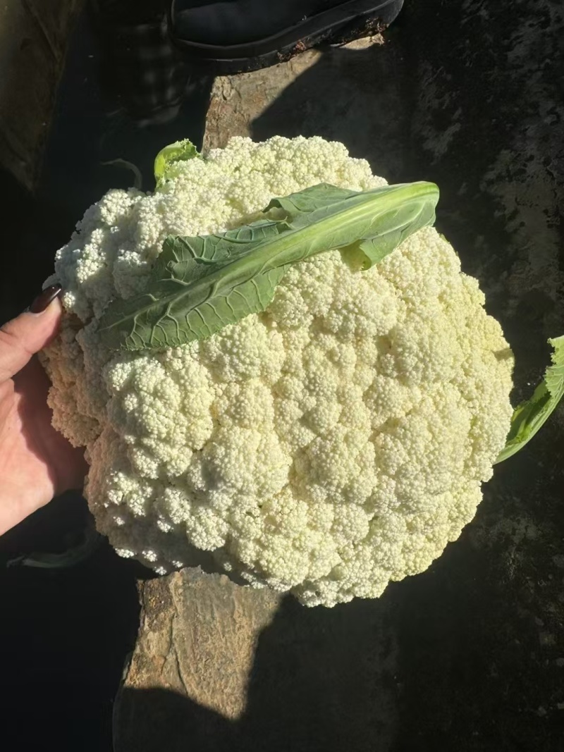 青梗花菜有机花菜苗损坏包赔