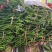山东辣椒/大陇椒/螺丝椒，301尖椒大量上市中产地现摘质