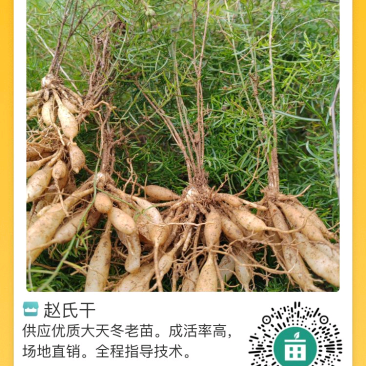 供应优质一年多天冬苗。质量保证，场地直销。5个薯起步