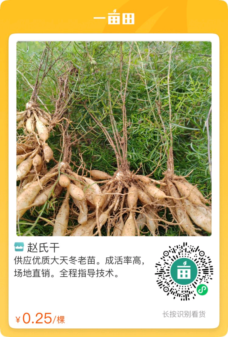 供应优质一年多天冬苗。质量保证，场地直销。5个薯起步