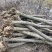 退田处理2-5公分桂花树湖北基地直发质量保证量大优惠