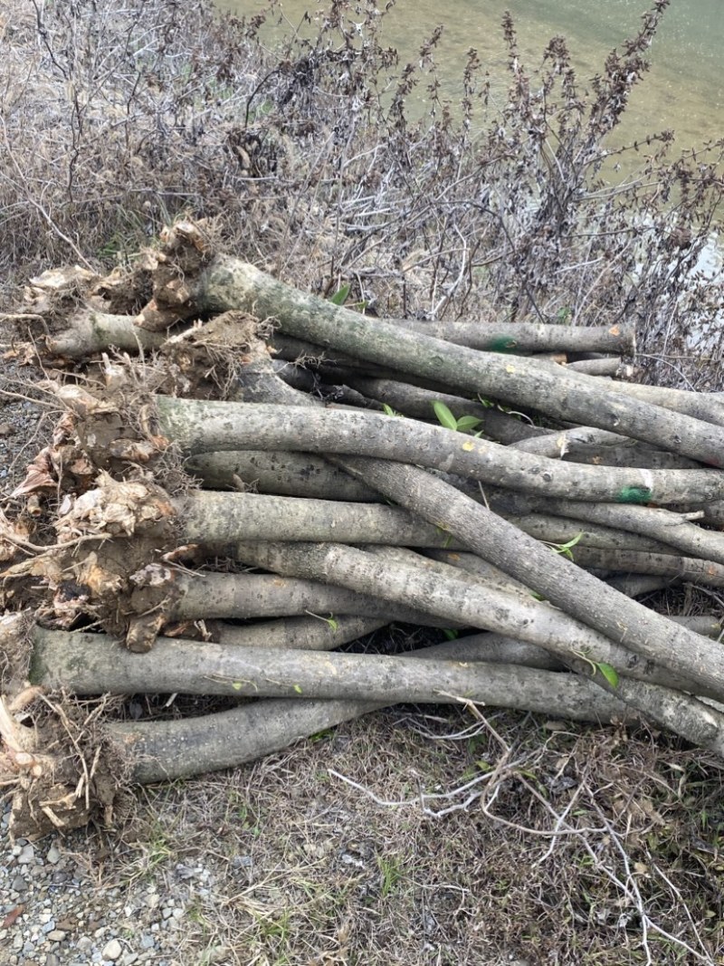 退田处理2-5公分桂花树湖北基地直发质量保证量大优惠
