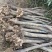 退田处理2-5公分桂花树湖北基地直发质量保证量大优惠