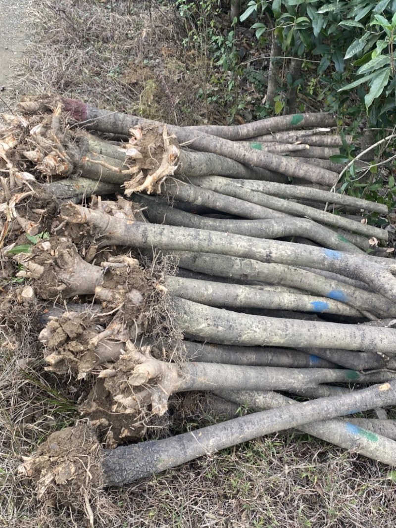 退田处理2-5公分桂花树湖北基地直发质量保证量大优惠