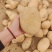 陕北精品土豆v7.沃土5.希森.226.鲁7大量上市