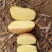 陕北精品土豆v7.沃土5.希森.226.鲁7大量上市
