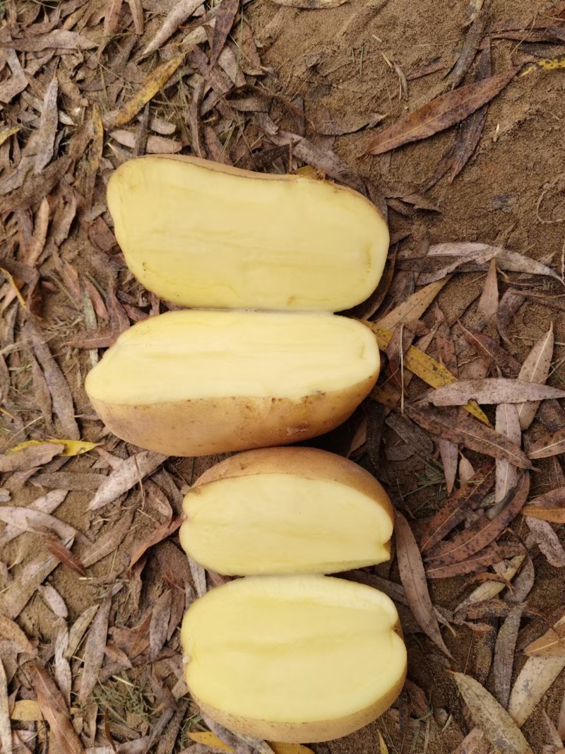 陕北精品土豆v7.沃土5.希森.226.鲁7大量上市