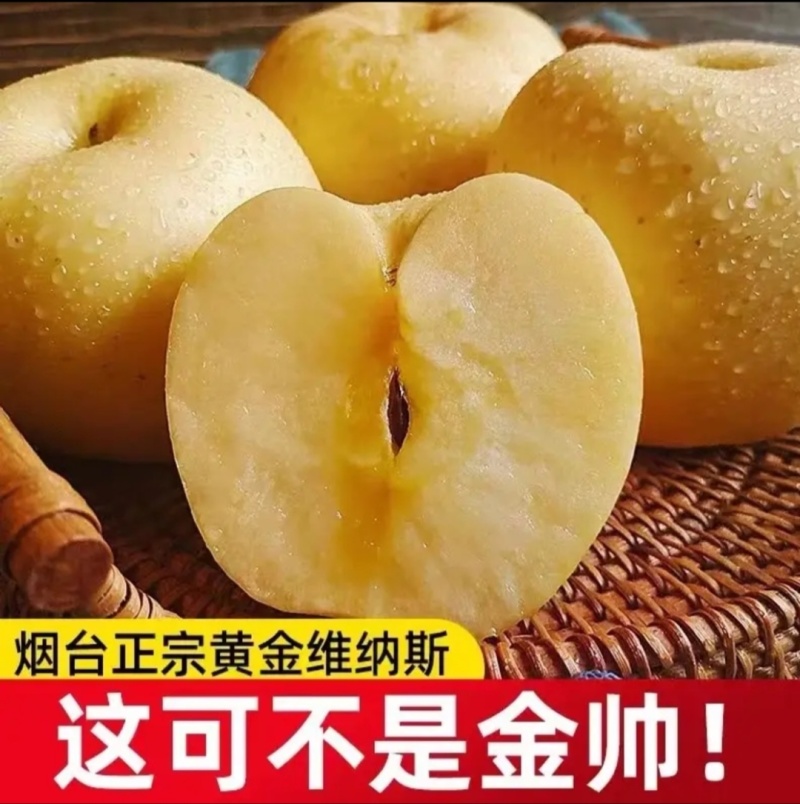 山东烟台维纳斯黄金苹果脆甜多汁批发冷库货对接团购市场