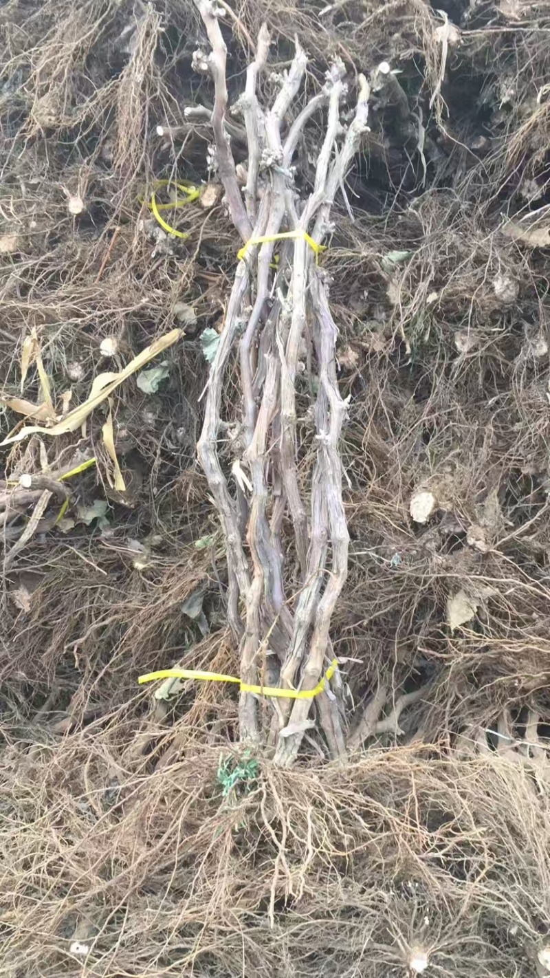 占地葡萄树3至5公分各种果树