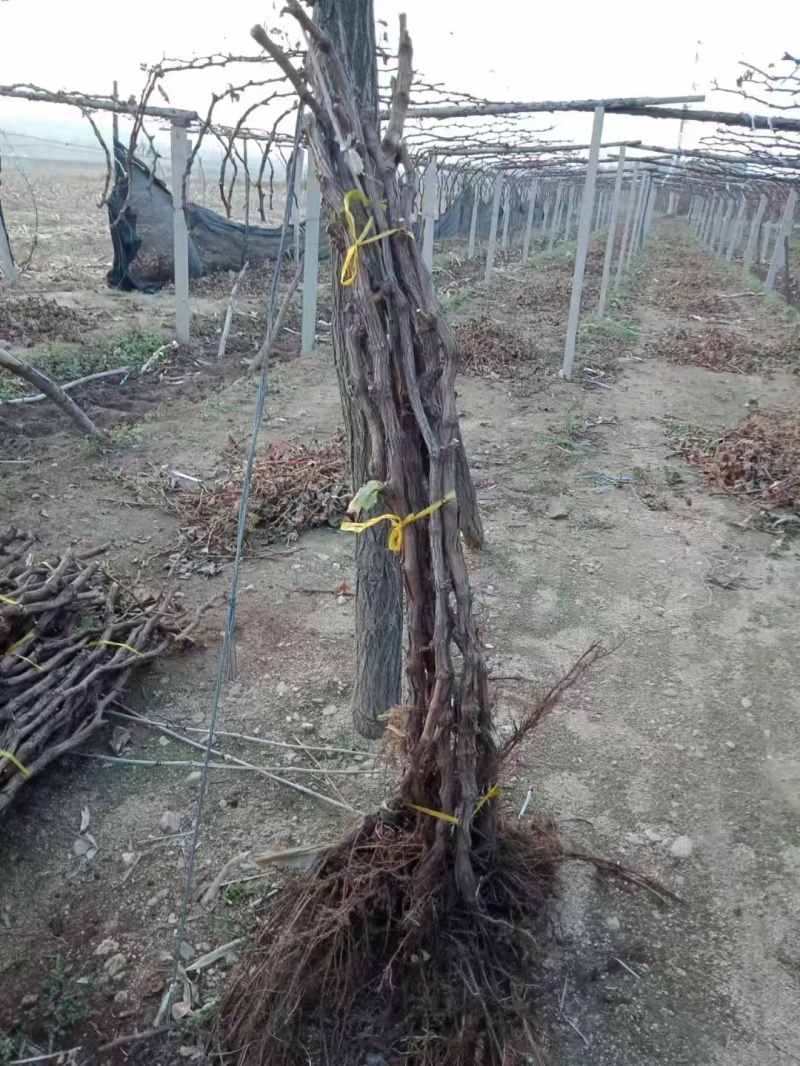 占地葡萄树3至5公分各种果树