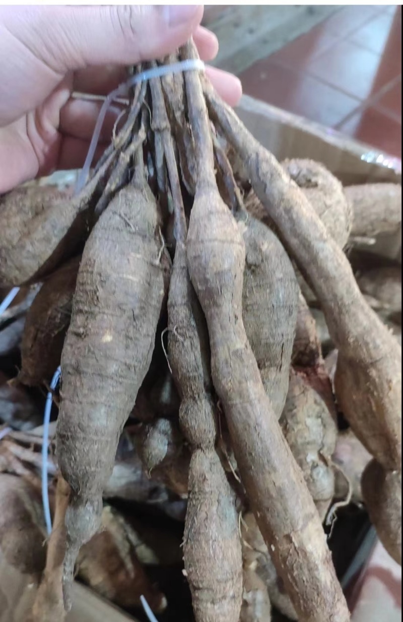 全网低价**抢购牛大力农产品现货秒发保质保量