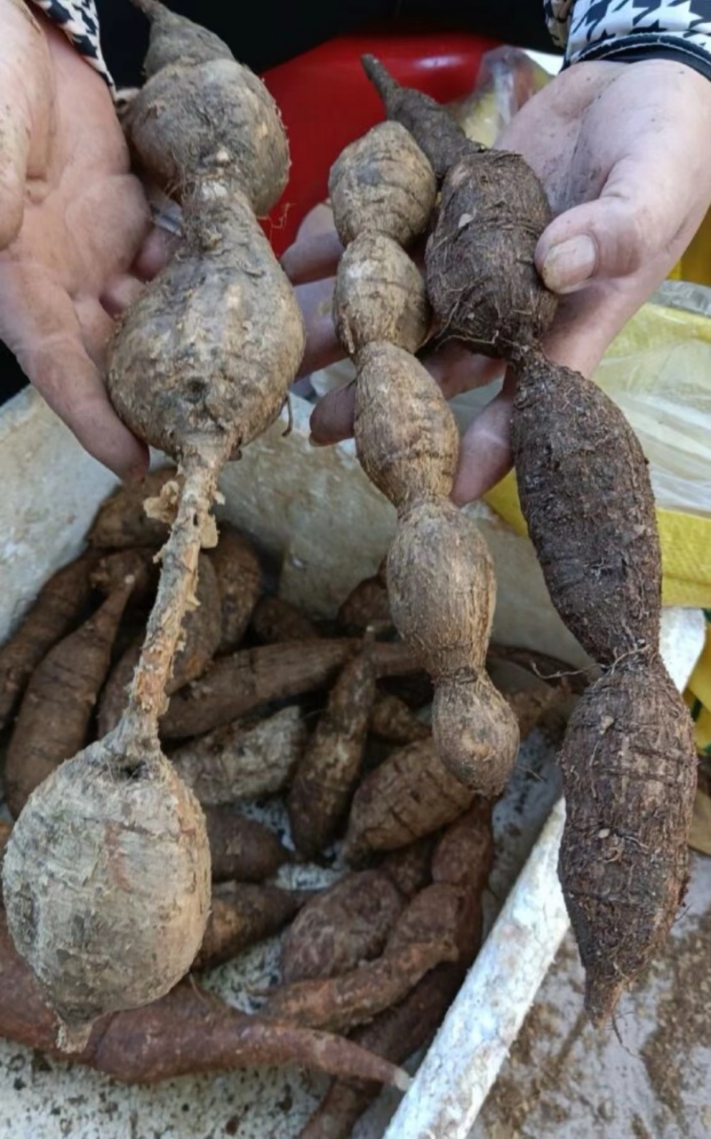 全网低价**抢购牛大力农产品现货秒发保质保量