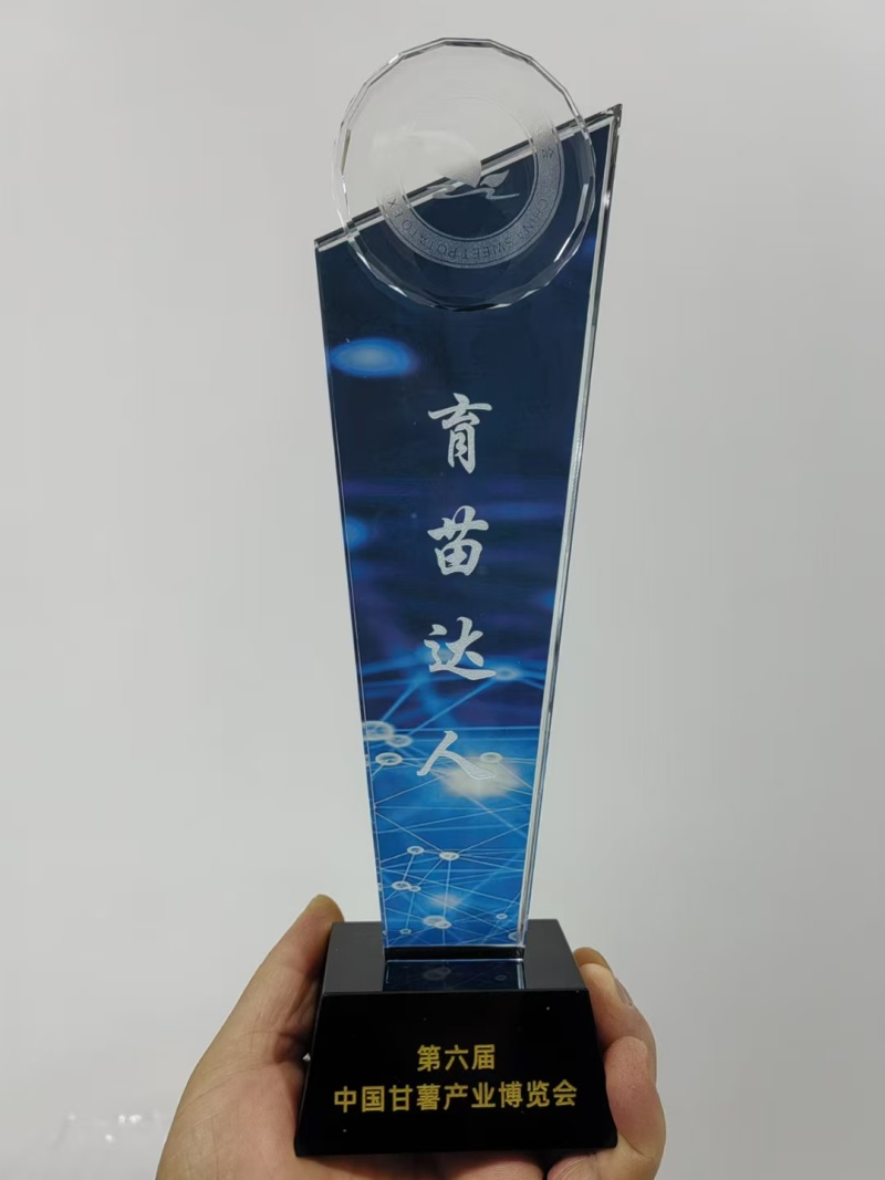 哈密冰糖心红薯种苗脱毒原种冷棚育苗，高剪苗，扩繁苗齐全