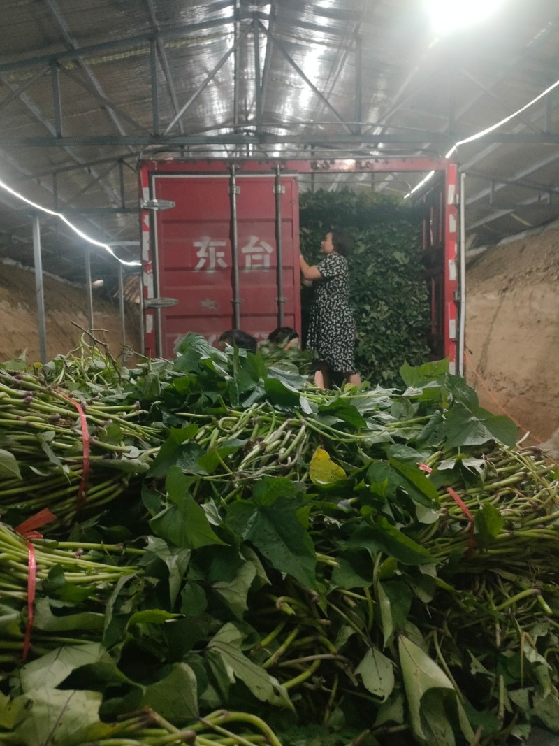 哈密冰糖心红薯种苗脱毒原种冷棚育苗，高剪苗，扩繁苗齐全
