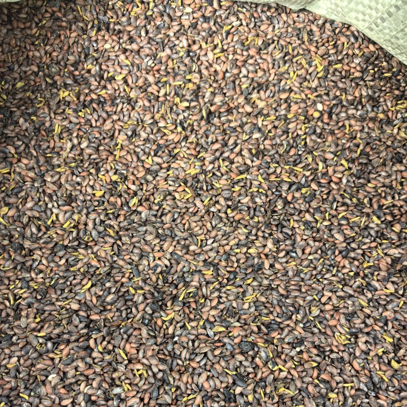 当年新黄柏种子。厚皮川黄柏种子，百年母树黄柏，颗粒饱满