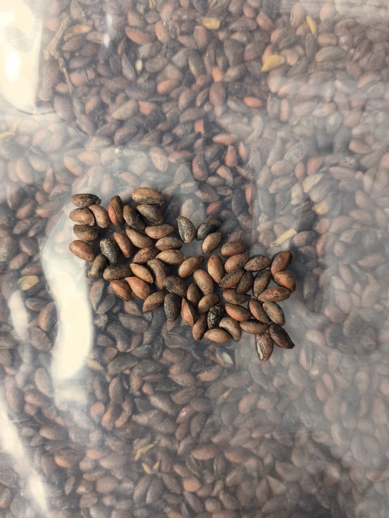 当年新黄柏种子。厚皮川黄柏种子，百年母树黄柏，颗粒饱满