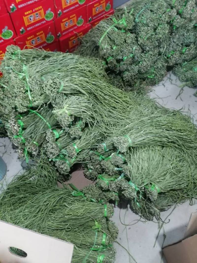 新鲜大理贡菜，当地特色，品质保证，**特惠！
