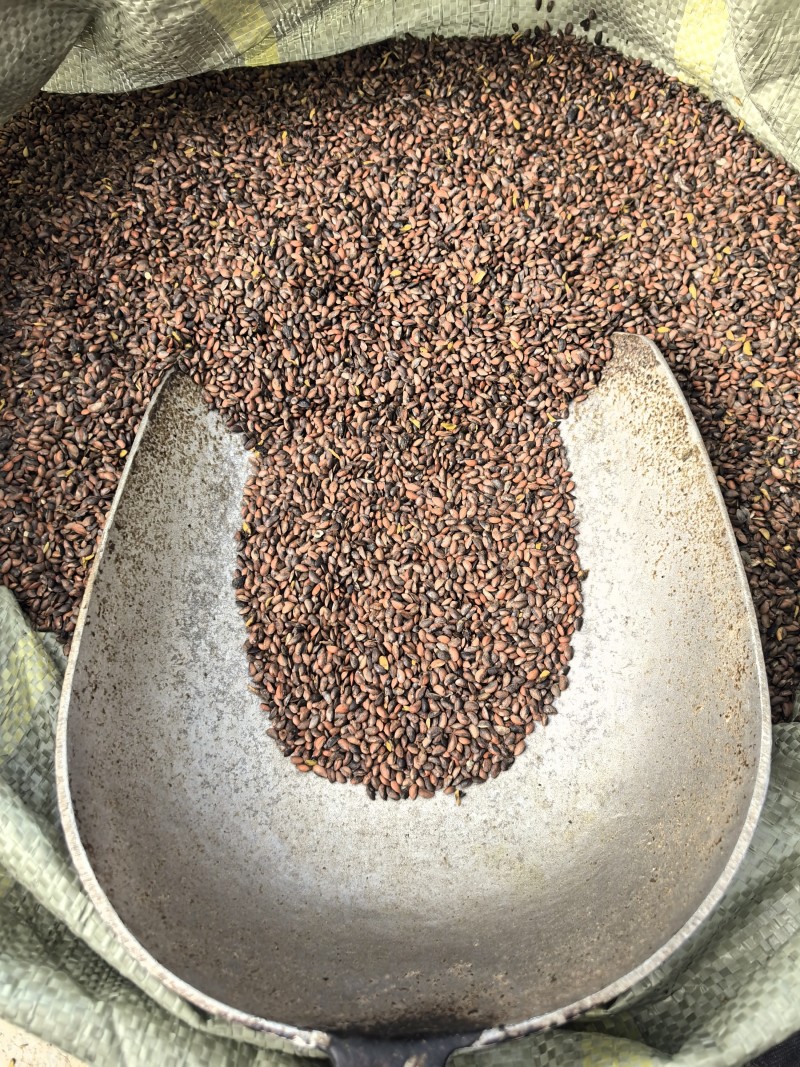 出售精品黄柏种子保证出芽率颗粒饱满黄柏种子药材种