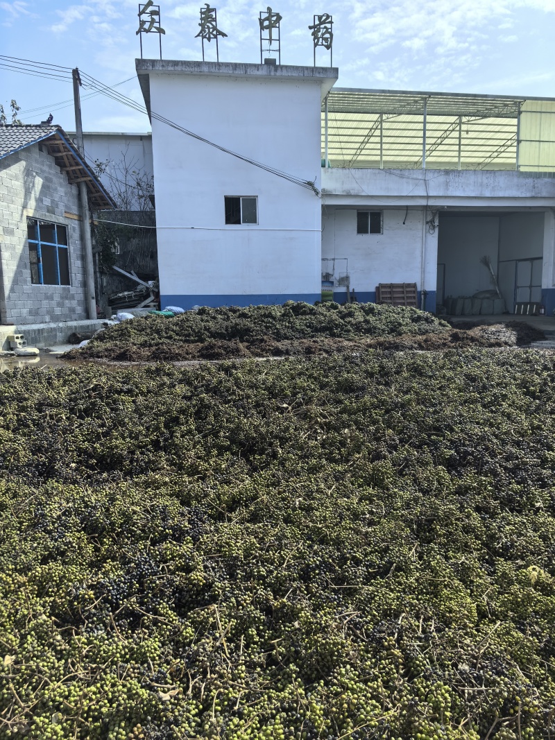出售精品黄柏种子保证出芽率颗粒饱满黄柏种子药材种