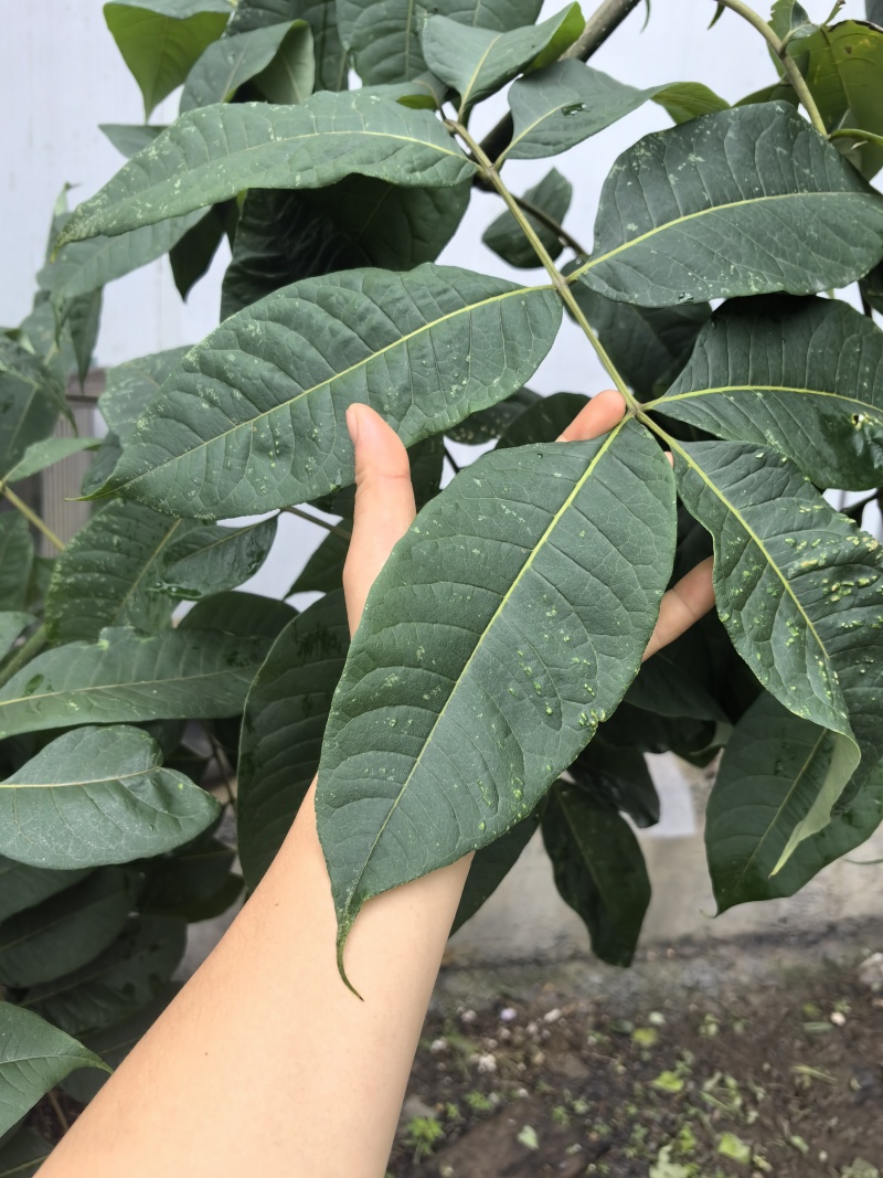 厚皮川黄柏苗，黄柏苗，龙山黄柏苗，大叶黄柏苗