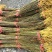 厚皮川黄柏苗，黄柏苗，龙山黄柏苗，大叶黄柏苗