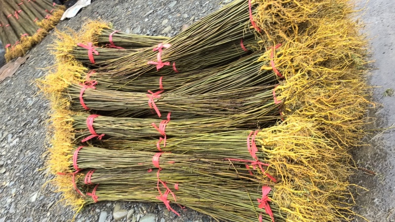 厚皮川黄柏苗，黄柏苗，龙山黄柏苗，大叶黄柏苗