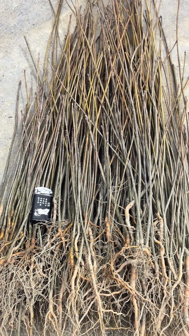 厚皮川黄柏苗，黄柏苗，龙山黄柏苗，大叶黄柏苗