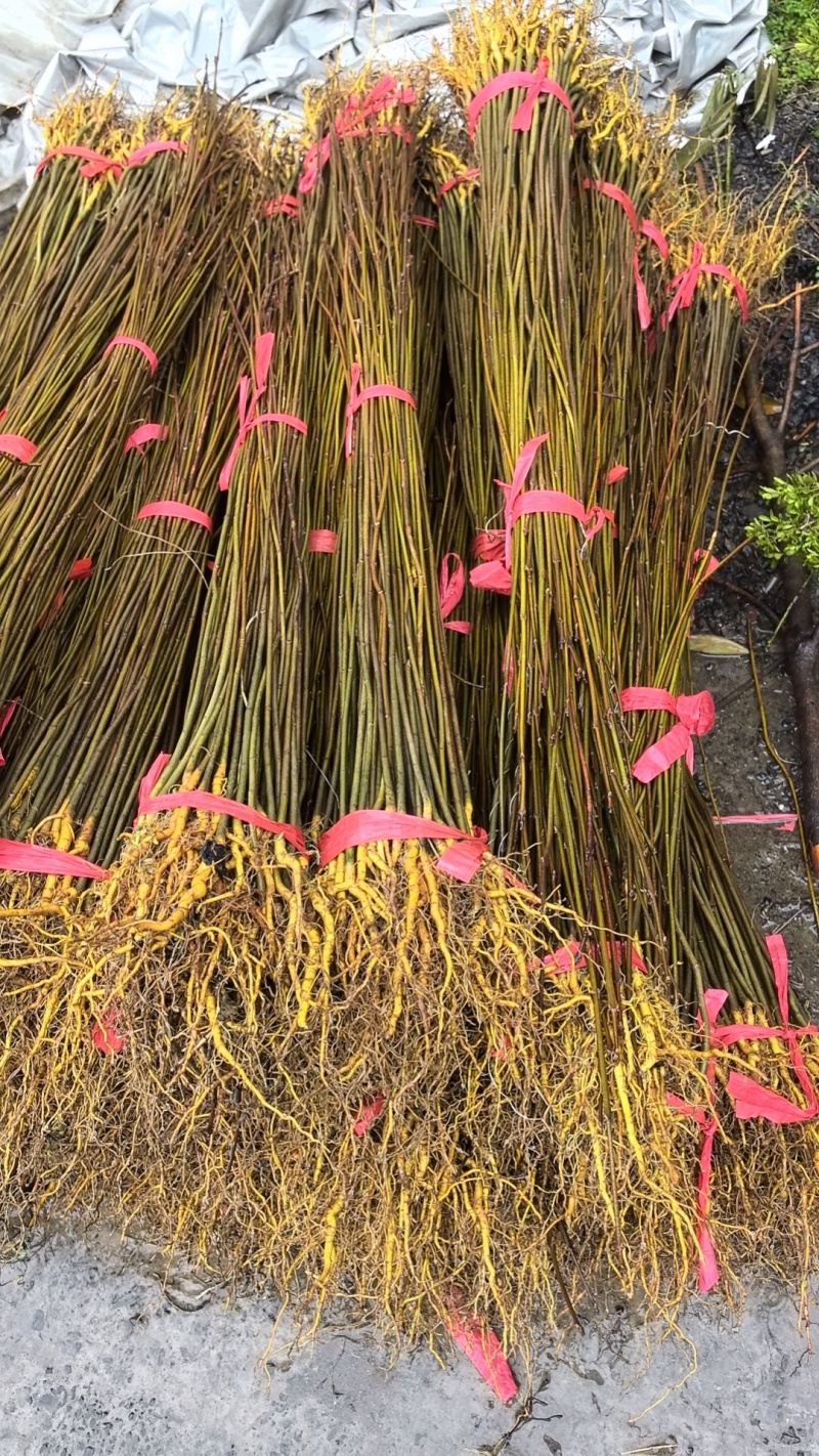 厚皮川黄柏苗，黄柏苗，龙山黄柏苗，大叶黄柏苗