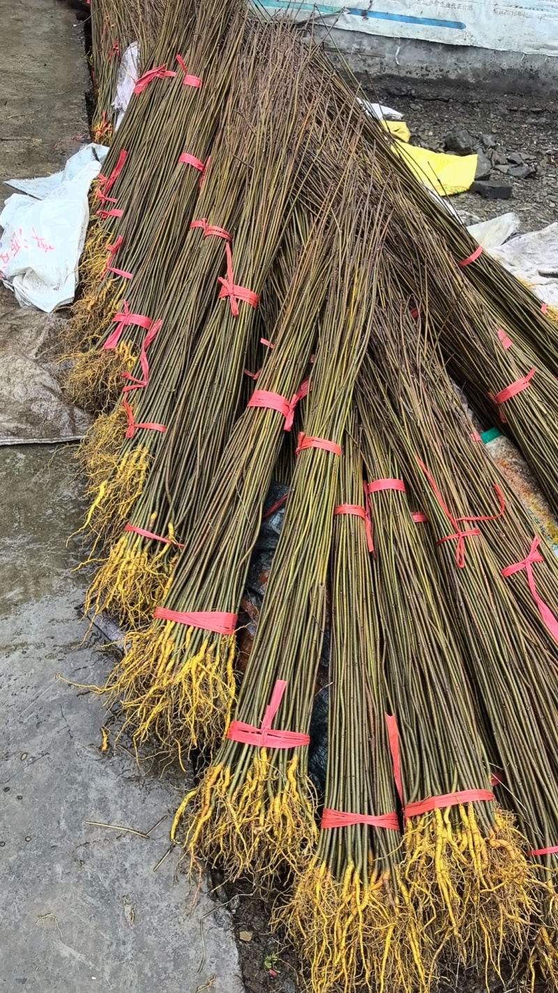 厚皮川黄柏苗，黄柏苗，龙山黄柏苗，大叶黄柏苗