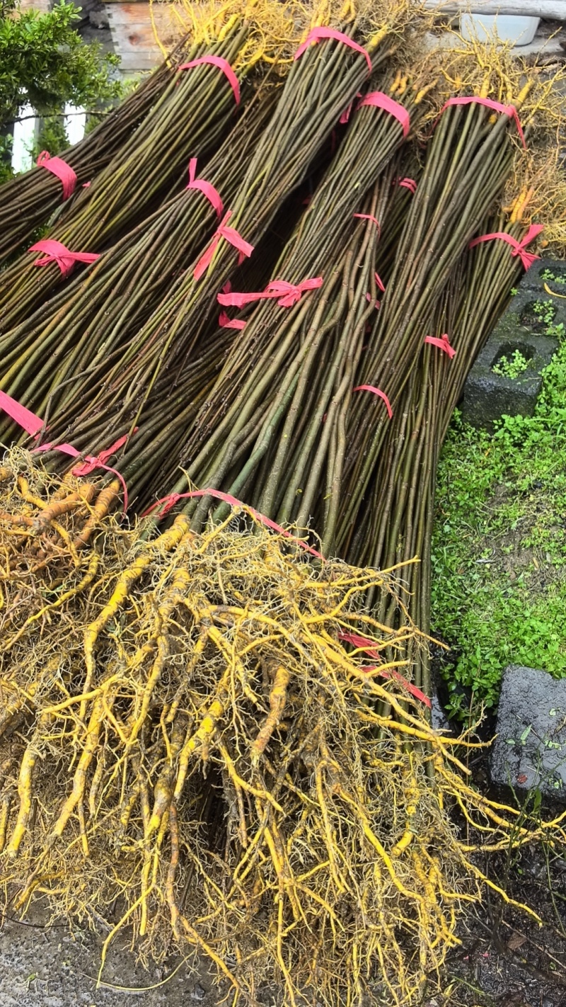 厚皮川黄柏苗，黄柏苗，龙山黄柏苗，大叶黄柏苗