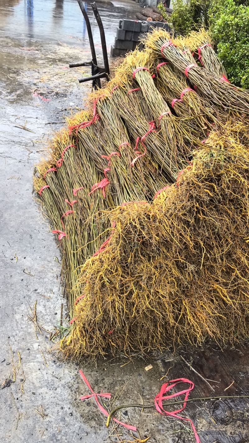 厚皮川黄柏苗，黄柏苗，龙山黄柏苗，大叶黄柏苗