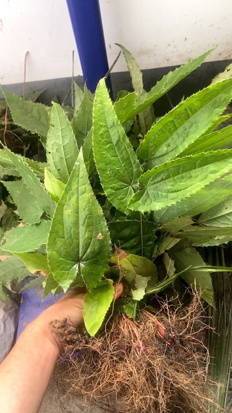 野生淫羊藿种苗需要的联系我