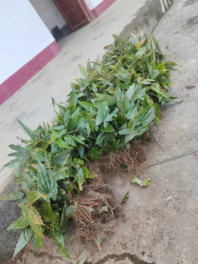 野生淫羊藿种苗需要的联系我