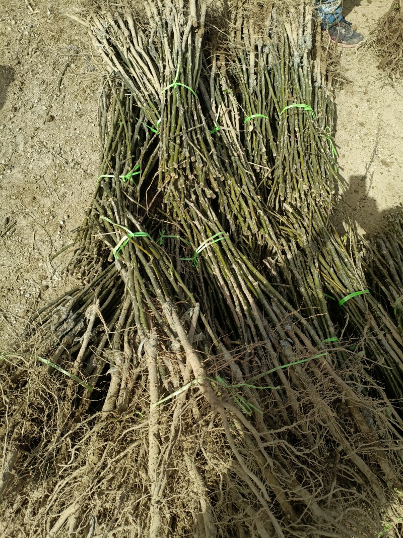 梨树界的（常青树），秋月梨树苗品种特点，2公分秋月梨苗