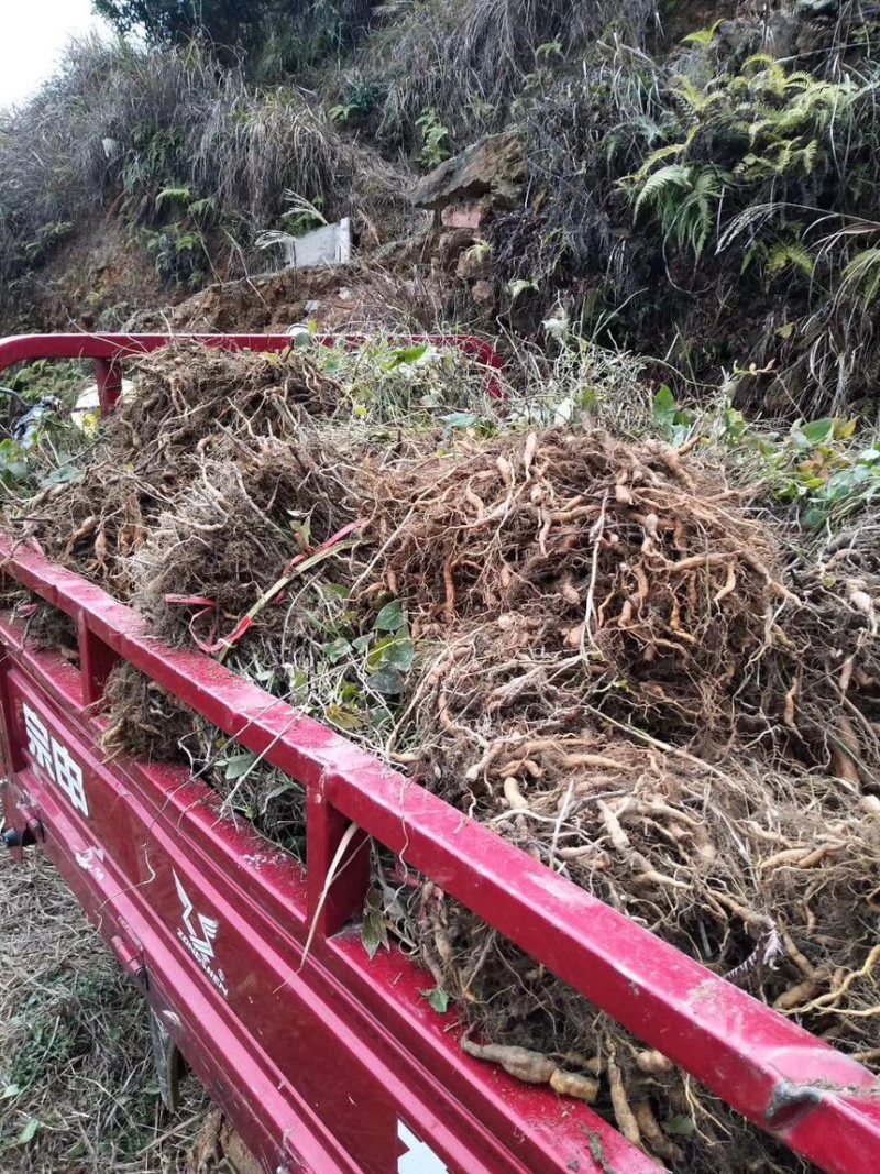 改良品种何首乌种苗