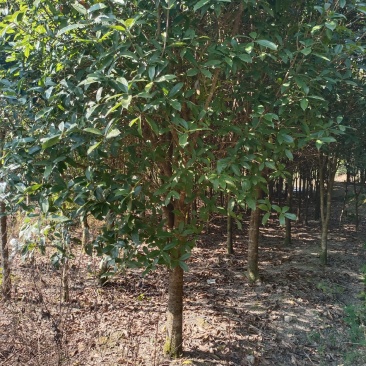 桂花，桂花树，四季桂，园叶桂，丹桂，黄金桂各规格品种有货