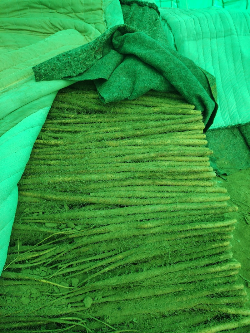 山西万荣铁棍山药口感绵脆，条形中直，5678主流，中粗