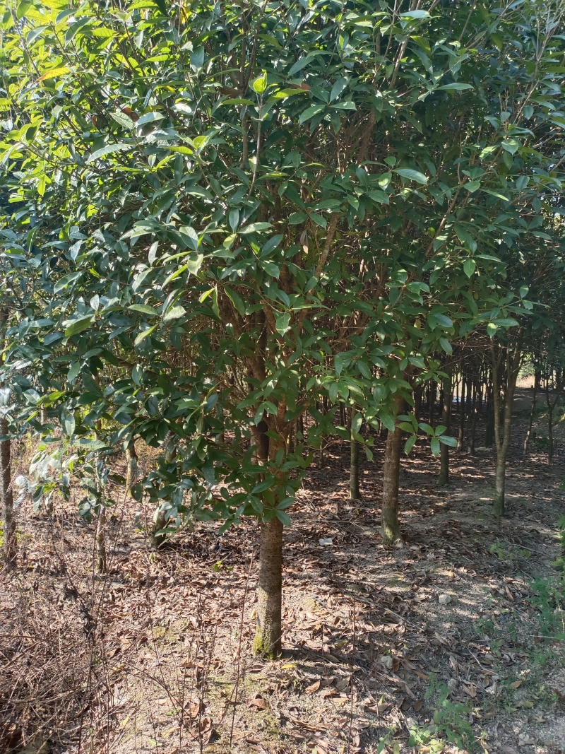 桂花，桂花树，四季桂，园叶桂，丹桂，黄金桂各规格品种有货