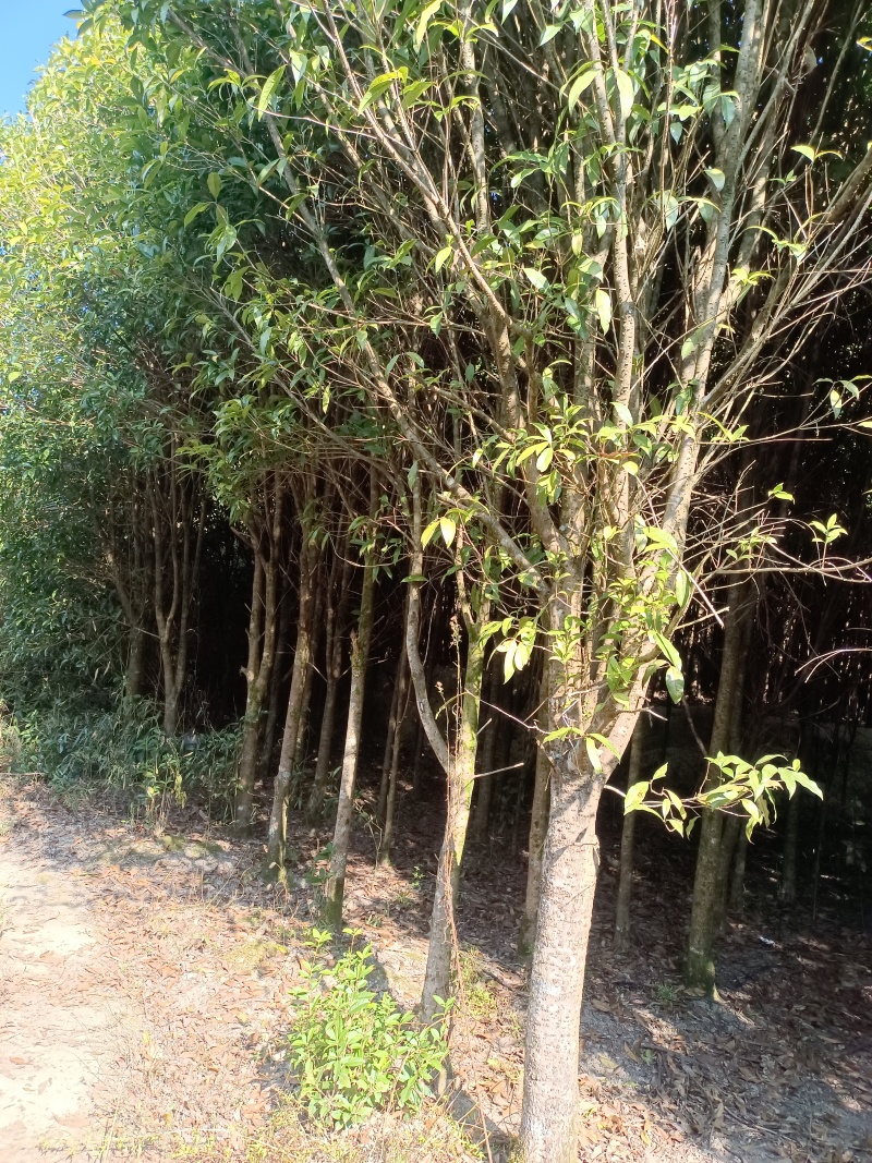 桂花，桂花树，四季桂，园叶桂，丹桂，黄金桂各规格品种有货