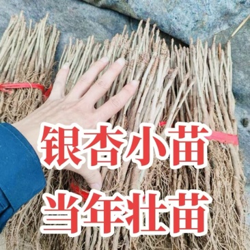 金叶银杏绿叶银杏树小苗种苗当年苗1-5年苗