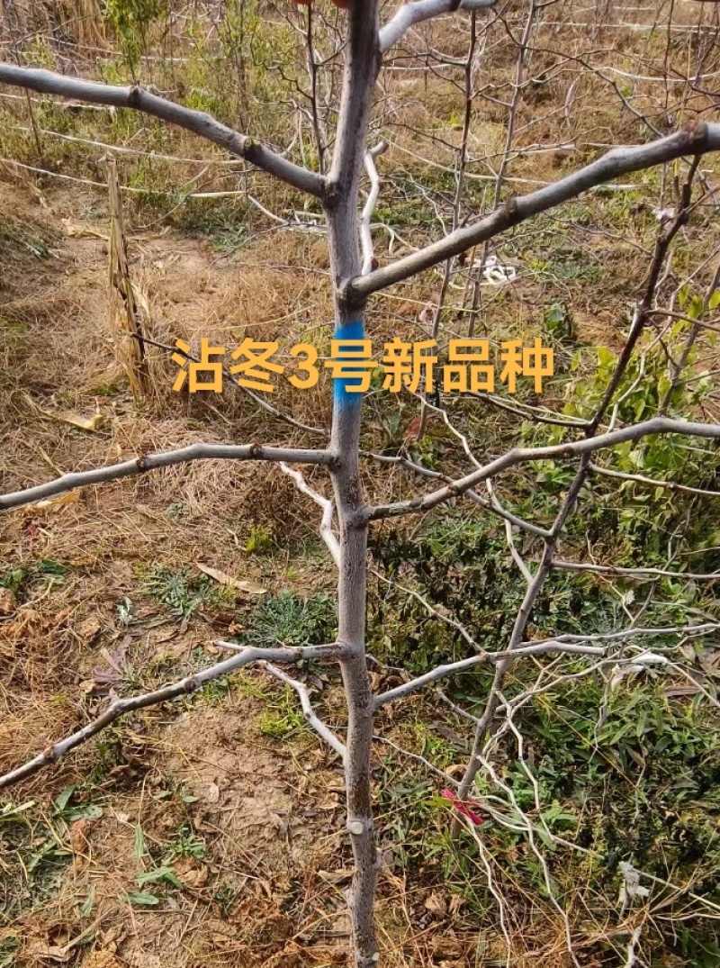 冬枣新品种三代