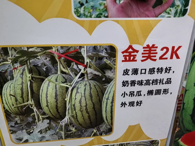 金美2K高品质礼品西瓜单瓜重1.5一2.5公斤