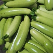 精品无农药菜瓜