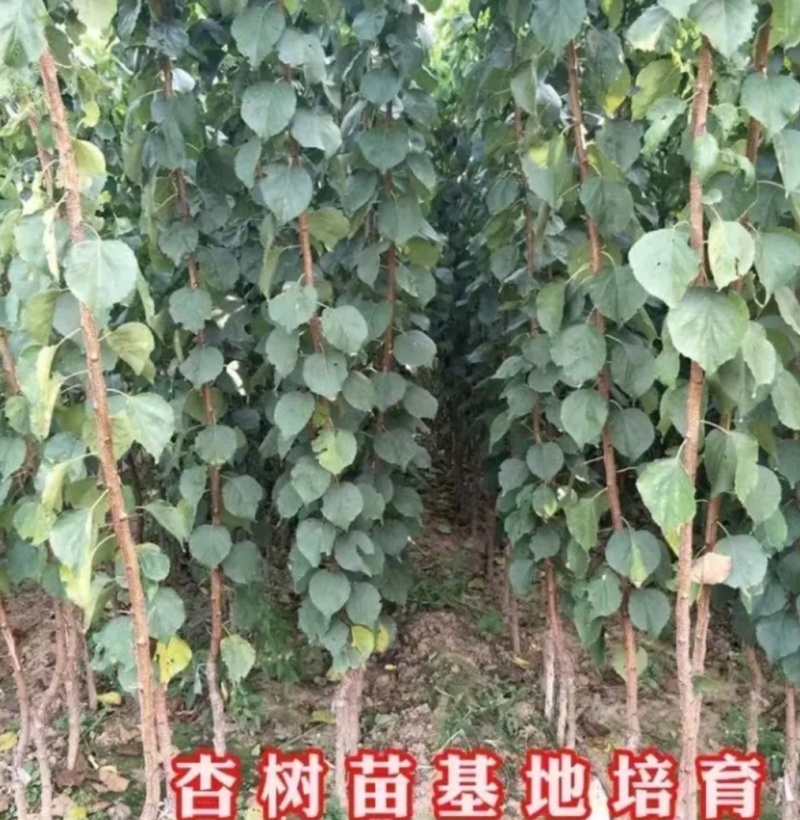 巨蜜王杏树苗：荷兰香蜜杏树苗，珍珠油杏树苗，芒果油杏树苗