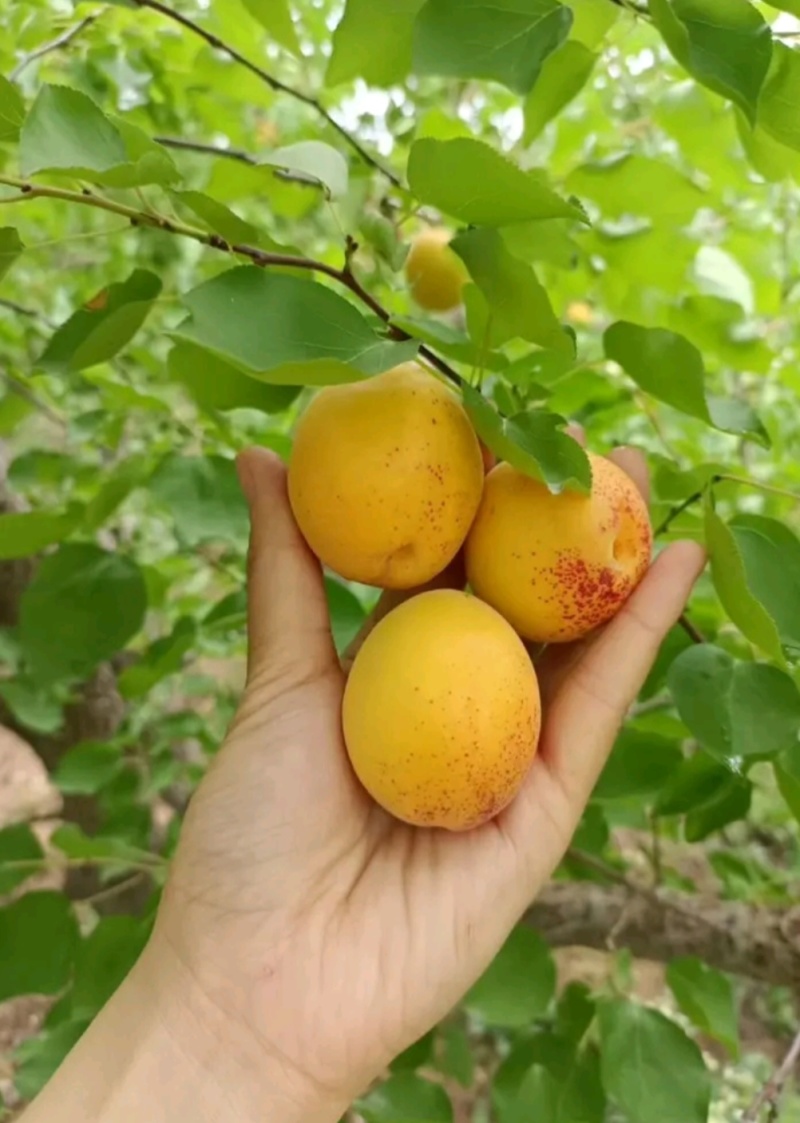 巨蜜王杏树苗：荷兰香蜜杏树苗，珍珠油杏树苗，芒果油杏树苗