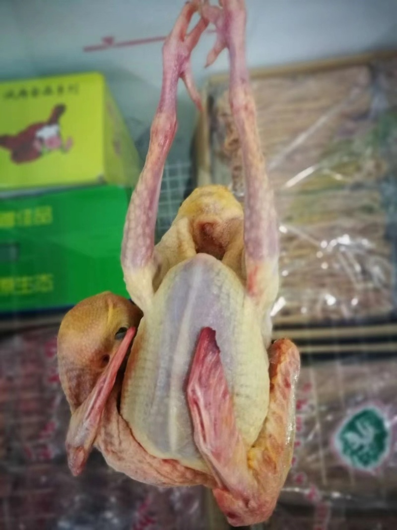 乳鸽