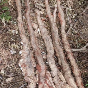 野生山药，广西药用山药