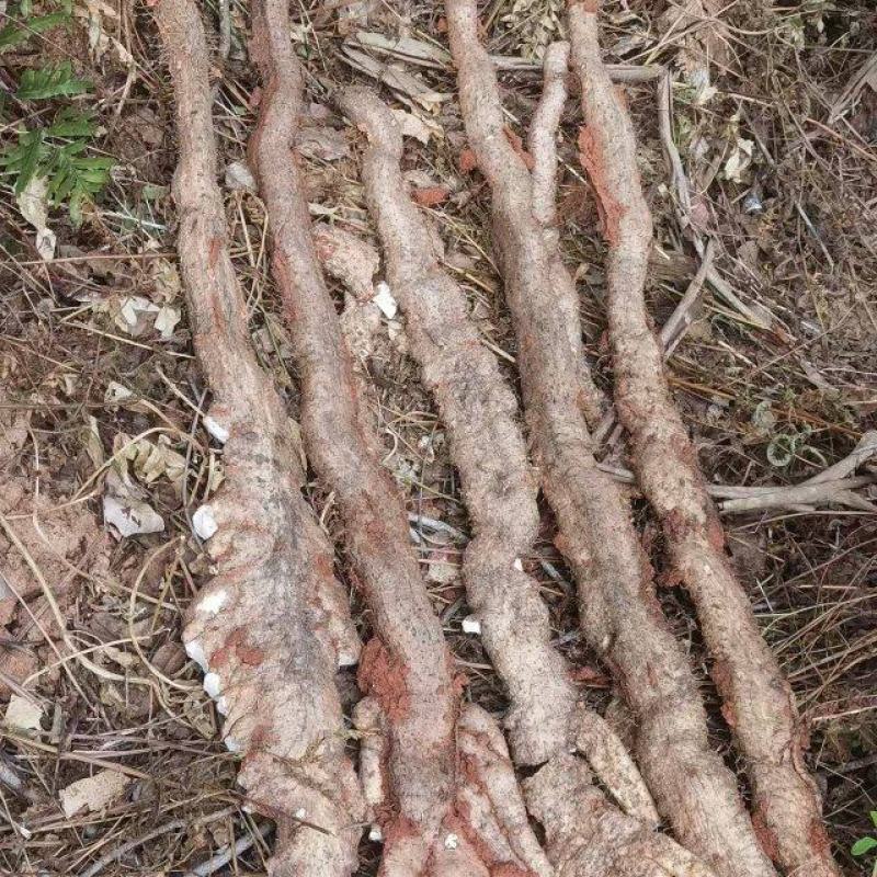 野生山药，广西药用山药
