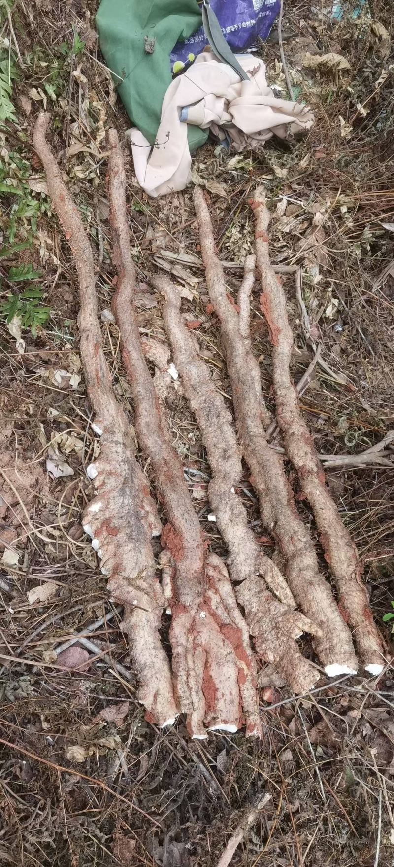野生山药，广西药用山药